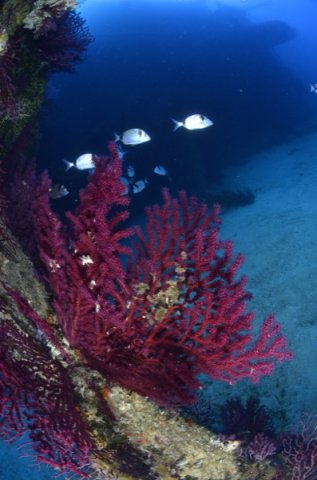 _dsc5154 - copietaille600